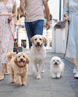 Spring & Summer Events in St Albans 2026 at Christopher Place 5 Dog Friendly St Albans