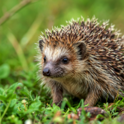 Event St Albans Hedgehog