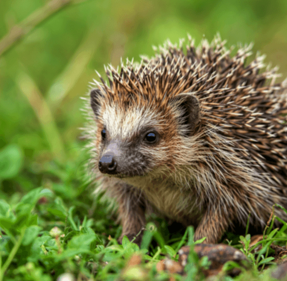 Event St Albans Hedgehog