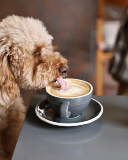 68 - Christopher Place